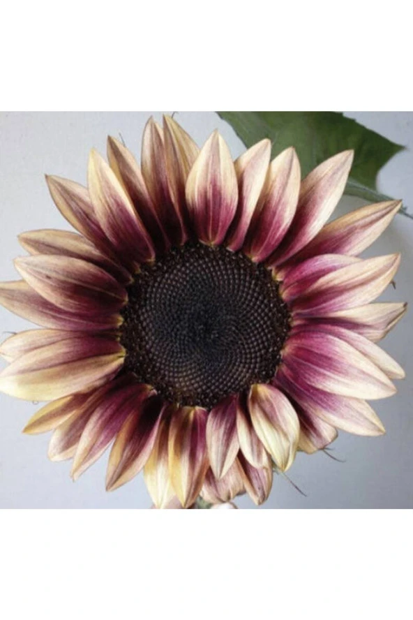 Ayc Botanik 10 Adet Procut Plum Sunflower Tohumu ürün görseli 1