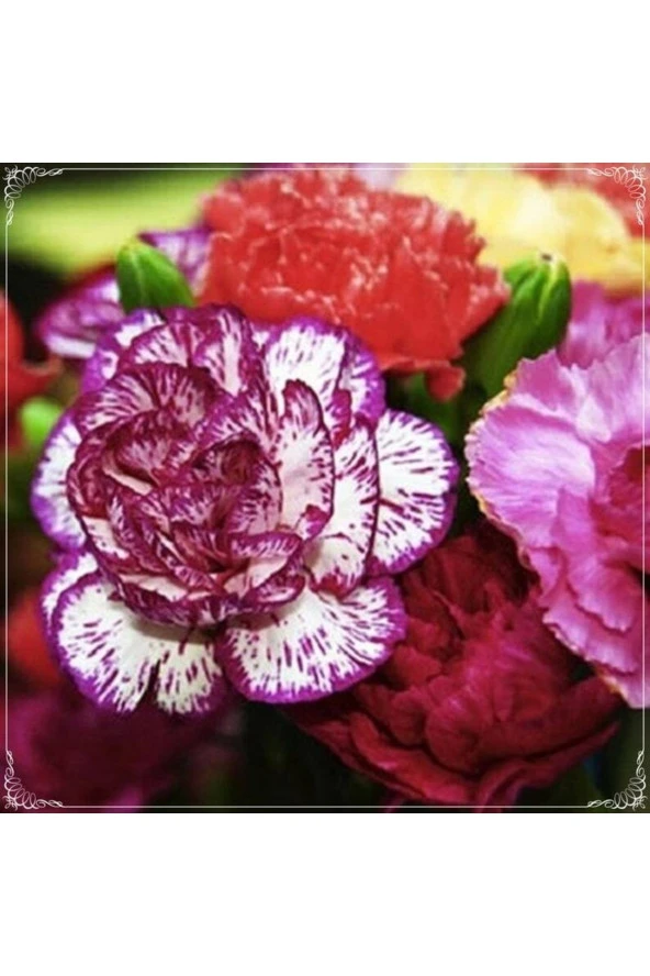 Ayc Botanik 10 Adet Dianthus Heddewigii Gaiety Tohumu ürün görseli 1