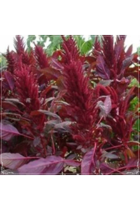 Ayc Botanik 20 Adet Red Spike Red Amaranthus Tohumu ürün görseli 1