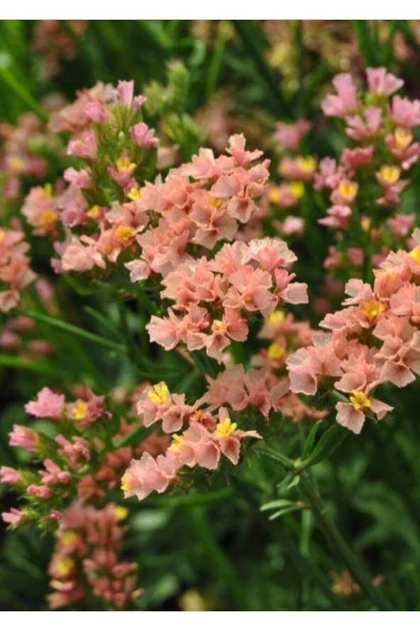 Ayc Botanik 10 Adet Apricot Limonium Sinuatum Tohumu ürün görseli 1