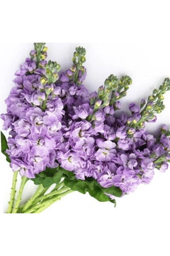 Ayc Botanik 10 Adet Lavender Blue Stock Tohumu ürün görseli 1
