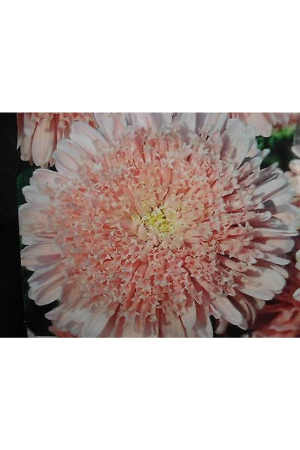 Ayc Botanik 10 Adet Lovely Double-flowered Sidonia Asters Tohumu ürün görseli 1