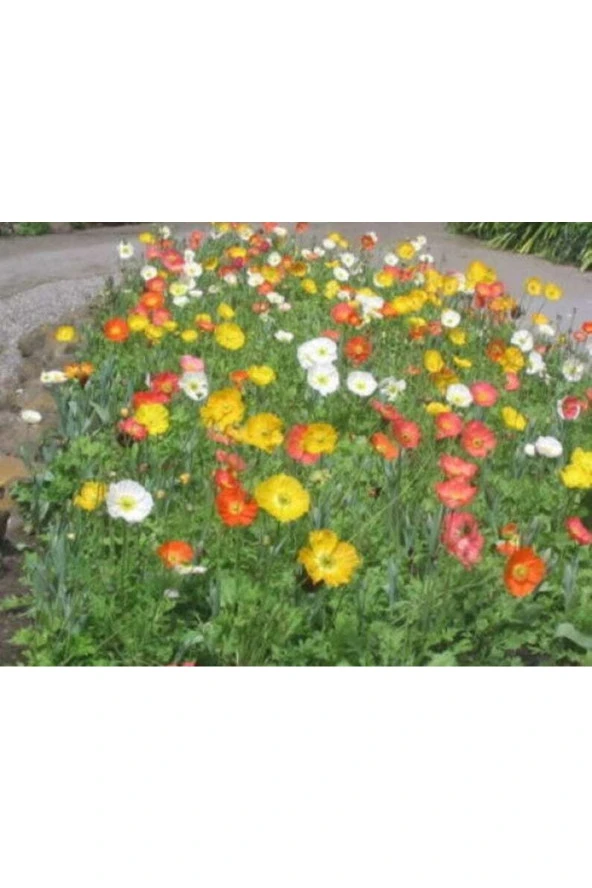 Ayc Botanik 50 Adet Iceland Poppy Mıx Tohumu ürün görseli 1