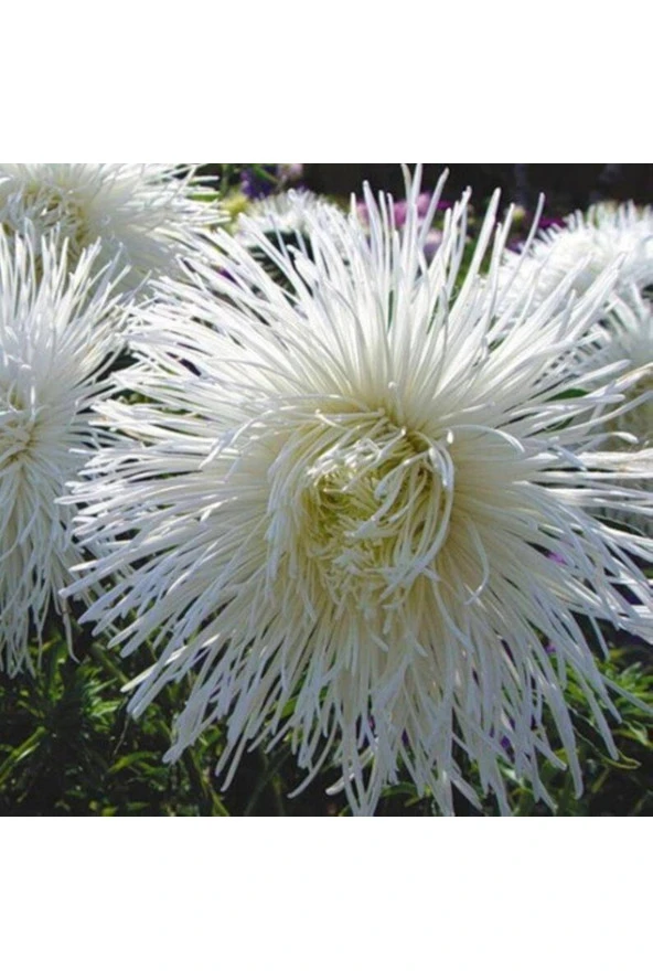 Ayc Botanik 10 Adet Natural Needle Aster Isolda Heirloom Tohumu ürün görseli 1