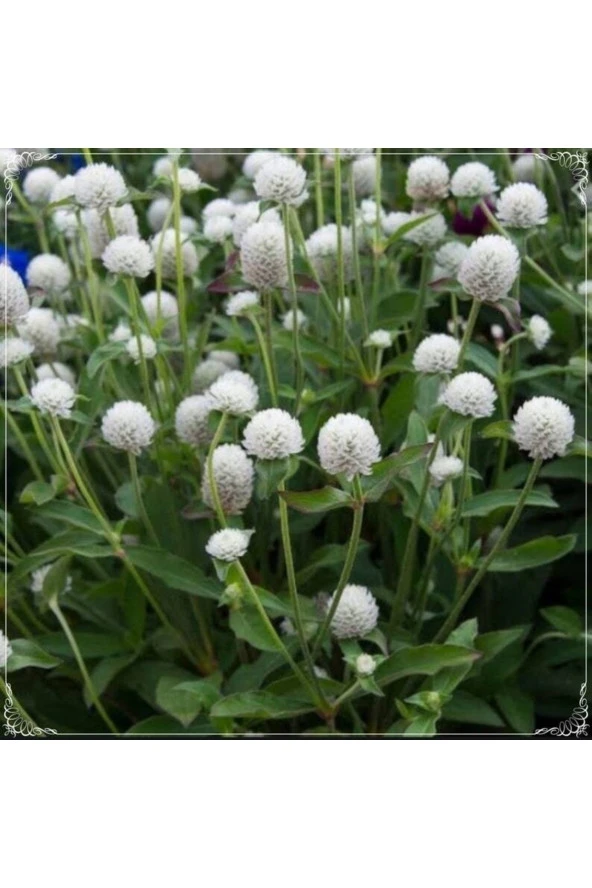 Ayc Botanik 20 Adet Gomphrena Globosa White Medina Tohumu ürün görseli 1