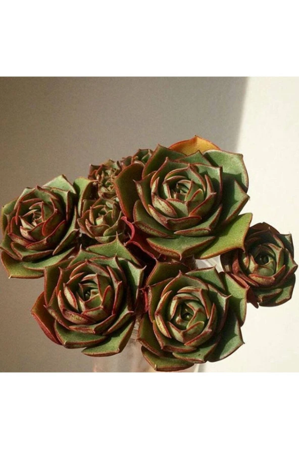 Ayc Botanik 10 Adet Echeveria Longissima Succulent Tohumu ürün görseli 1