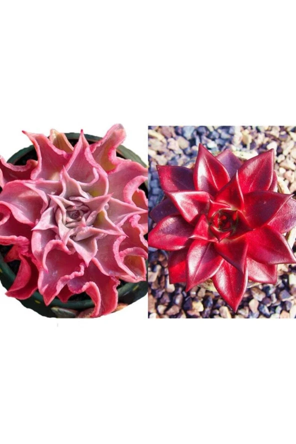 Ayc Botanik 10 Adet Echeveria Madiba Pink Lips Succulent Tohumu ürün görseli 1