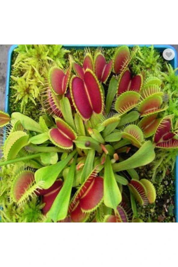 Ayc Botanik 5 Adet Venus Flytrap Fresh Garden Tohumu ürün görseli 1
