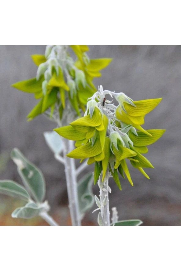 Ayc Botanik 10 Adet Regal Bird Flower Tohumu ürün görseli 1
