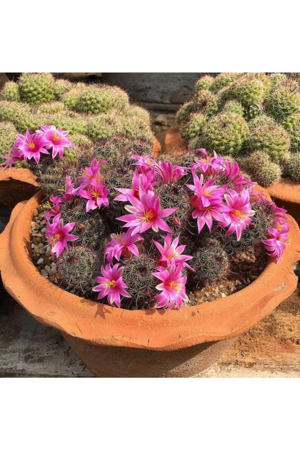 Ayc Botanik 10 Adet Mammillaria Mazatlanensis Kaktüs Tohumu ürün görseli 1