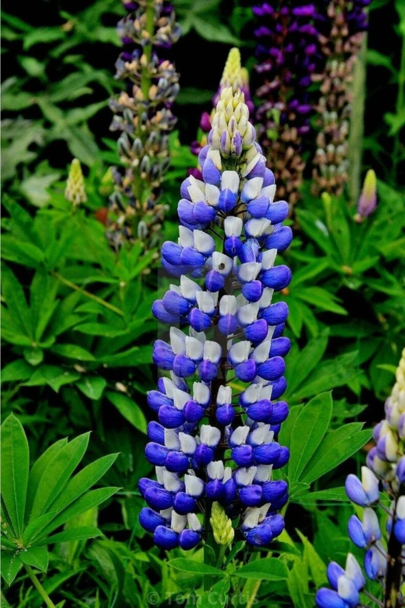 Ayc Botanik 5 Adet Lupin Blue Flame Giant Tohumu ürün görseli 1