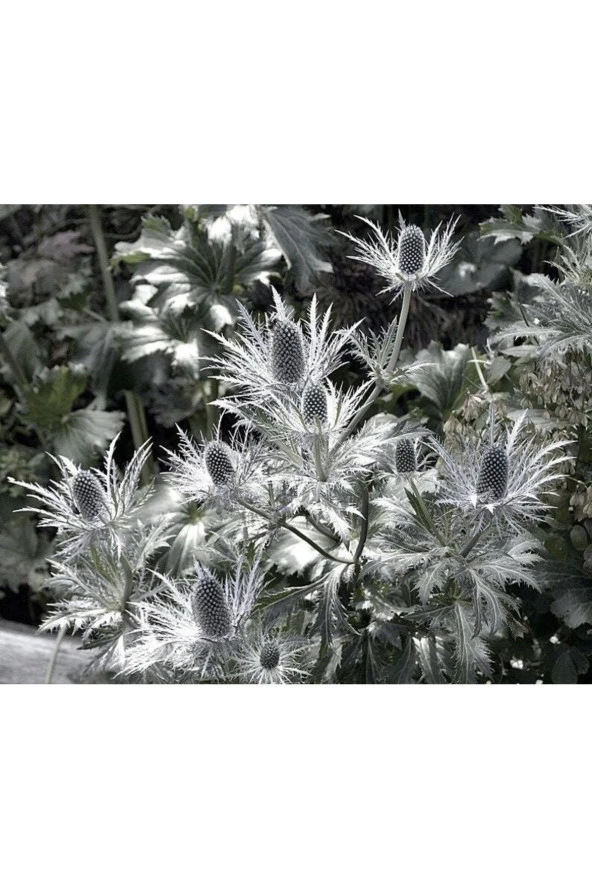 Ayc Botanik 10 Adet Giant Silver Ghost Sea Holly Tohumu ürün görseli 1