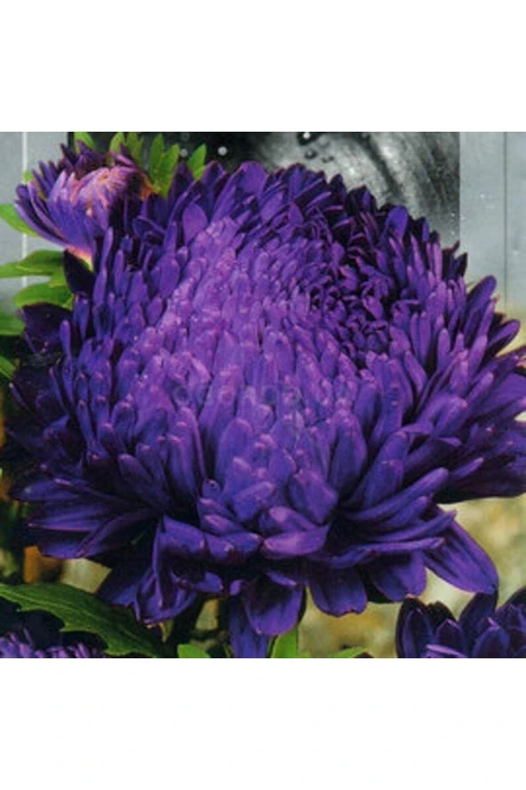 Ayc Botanik 10 Adet Aster Blauer Turm Tohumu ürün görseli 1
