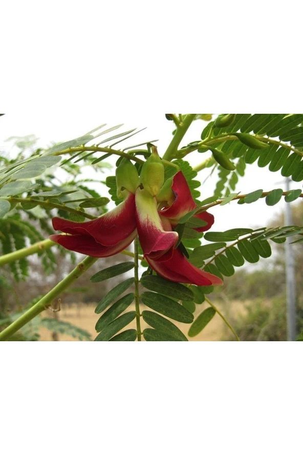 Ayc Botanik 10 Adet Red Hummingbird Tree Tohumu ürün görseli 1