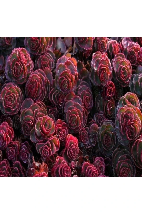 Ayc Botanik 10 Adet Sedum Dragon’s Blood Succulent Tohumu ürün görseli 1