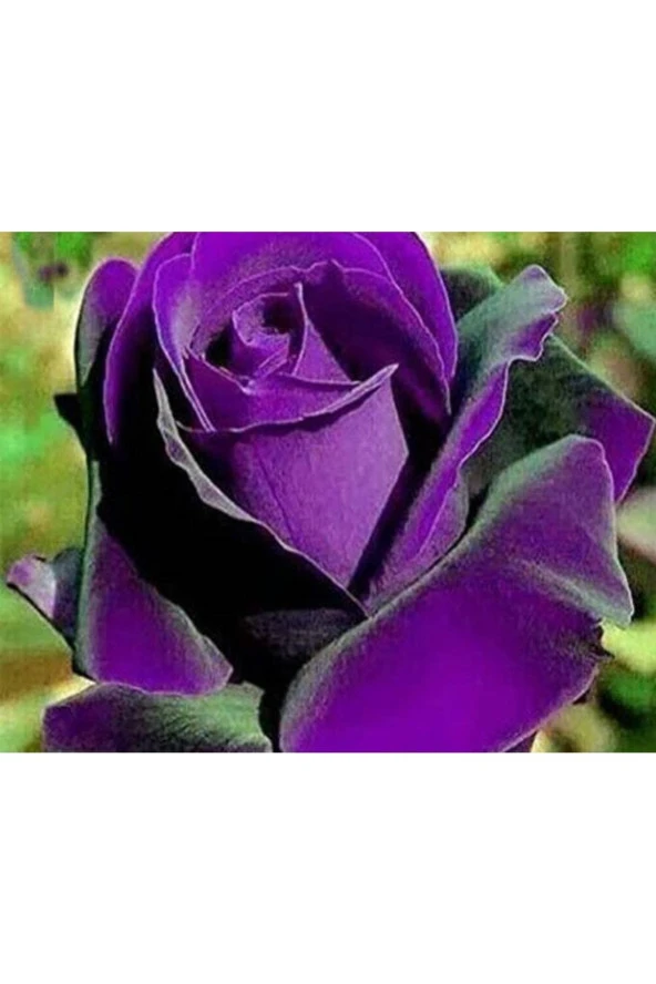 Ayc Botanik 5 Adet Dragon Rose Purple Tohumu ürün görseli 1