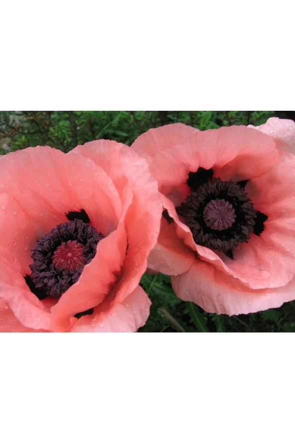 Ayc Botanik 5 Adet Princess Victoria Louise Orıental Poppy Tohumu ürün görseli 1