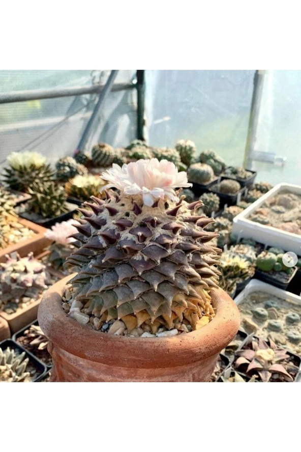 kirschlorbeer genolia gieen Kirschlorbeer 'Genolia' kaufen  kompakte Hecke