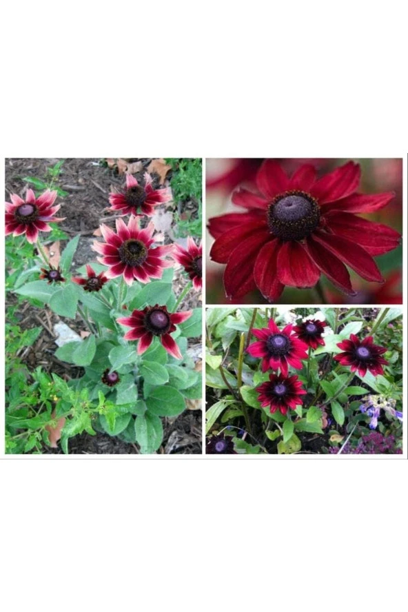 Ayc Botanik 10 Adet Red Black Eyed Susan Tohumu ürün görseli 1