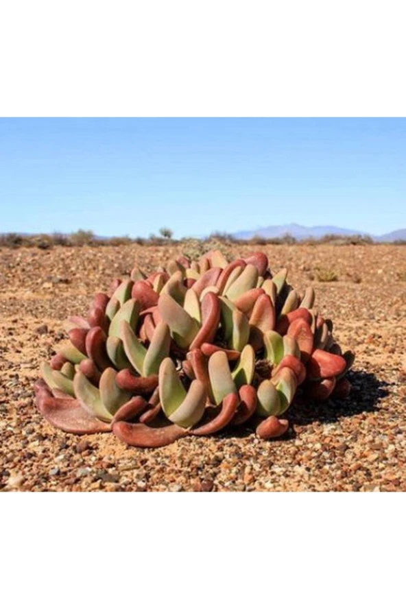 Ayc Botanik 10 Adet Tanquana Prismatica Mesemb Succulent Tohumu ürün görseli 1