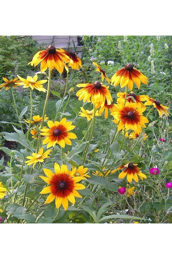 Ayc Botanik 20 Adet Indian Summer Glorıosa Daısy Tohumu ürün görseli 1