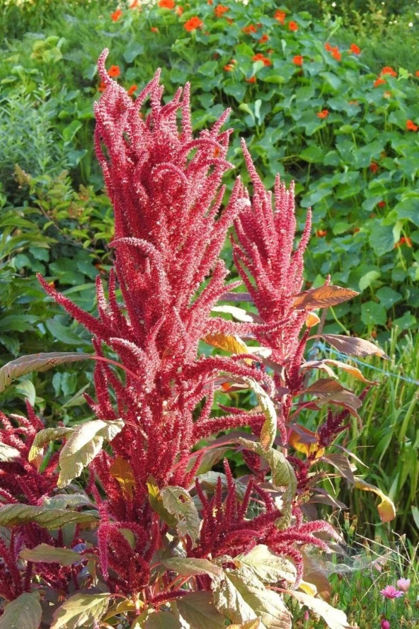 Ayc Botanik 5 Adet Red Garnet Amaranth Wildflower Tohumu ürün görseli 1