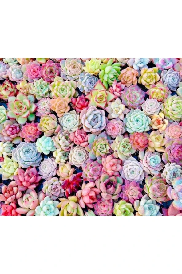 Ayc Botanik 10 Adet Mıx Echeveria Succulent Tohumu ürün görseli 1