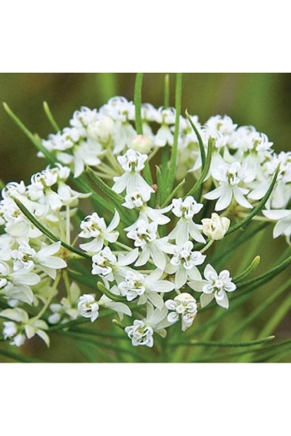 Ayc Botanik 10 Adet Whorled Milkweed Tohumu ürün görseli 1