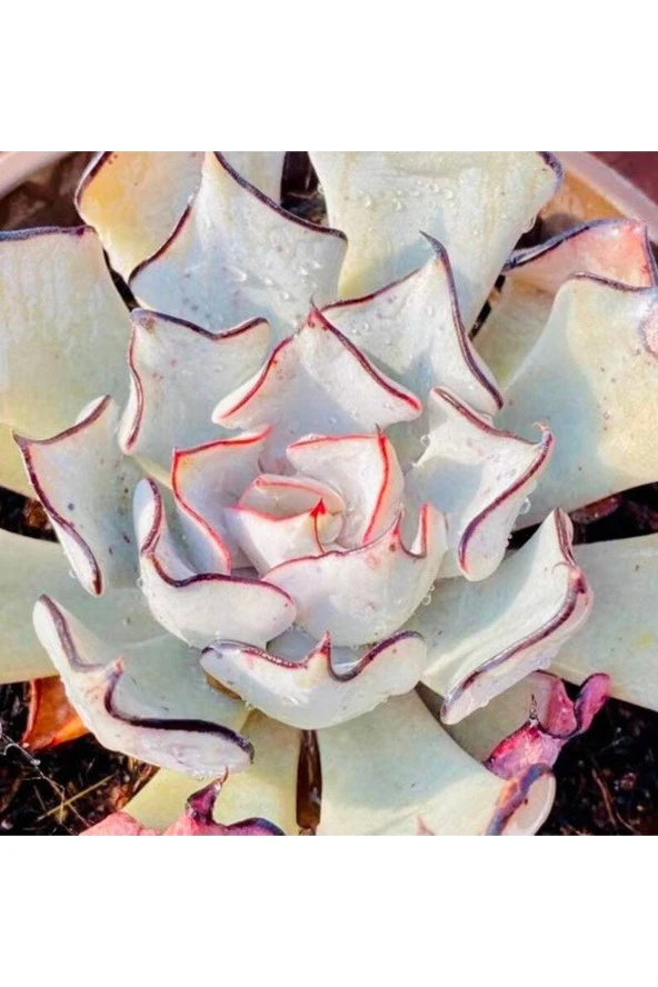 Ayc Botanik 10 Adet Echeveria Strictiflora Succulent Tohumu ürün görseli 1