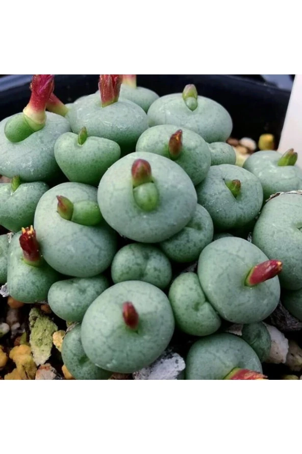 Ayc Botanik 10 Adet Conophytum Minutum Succulent Tohumu ürün görseli 1