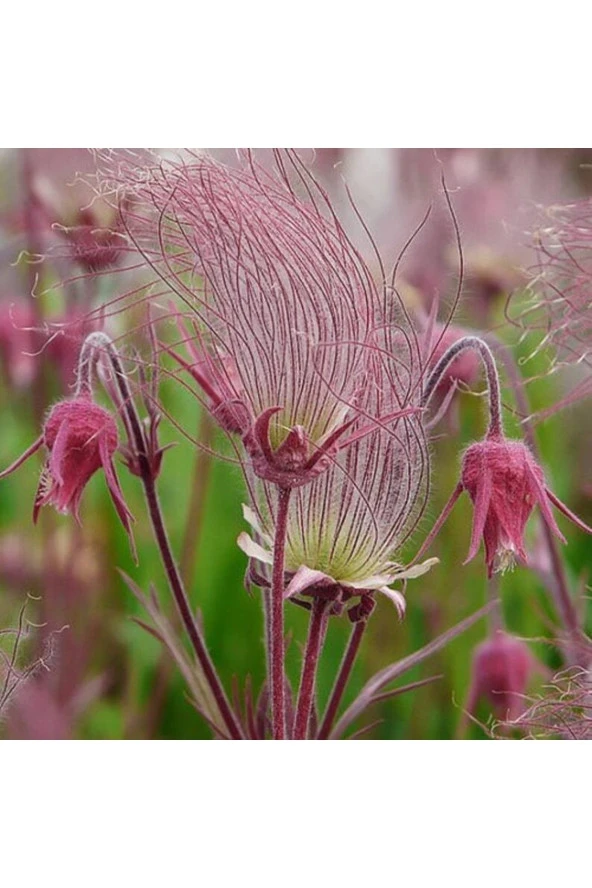 Ayc Botanik 10 Adet Prairie Smoke, Geum Triflorum Tohumu ürün görseli 1