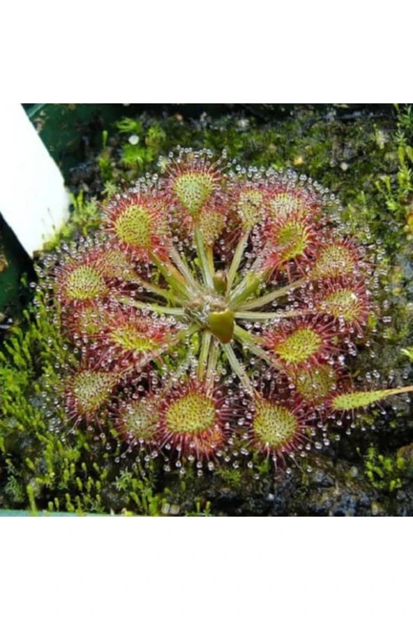Ayc Botanik 10 Adet Carnıvorous Sundew Plant Tohumu ürün görseli 1