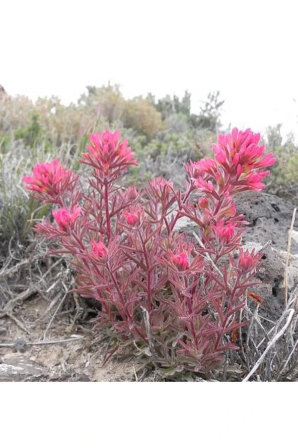 Ayc Botanik 10 Adet Indian Paintbrush Tohumu ürün görseli 1