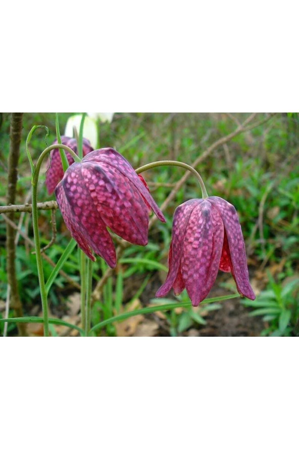 Ayc Botanik 10 Adet Checker Lıly Fritillaria Affinis Chocolate Tohumu ürün görseli 1
