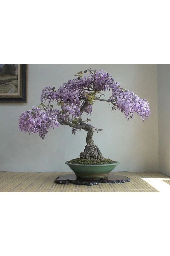 Ayc Botanik 5 Adet Purple Rain Wisteria Living Room Bonsai Tohumu ürün görseli 1