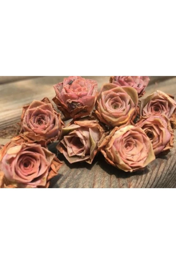 Ayc Botanik 10 Adet Greenovia Aurea Pink Rose Succulent Tohumu ürün görseli 1
