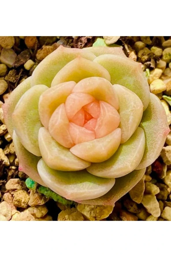 Ayc Botanik 10 Adet Pink Echeveria Hyaliana Succulent Tohumu ürün görseli 1