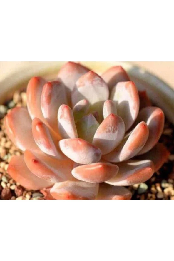 Ayc Botanik 10 Adet Echeveria Orange Monroe Succulent Tohumu ürün görseli 1