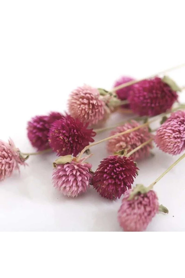 Ayc Botanik 10 Adet Unique Pink Salmon Gomphrena Tohumu ürün görseli 1