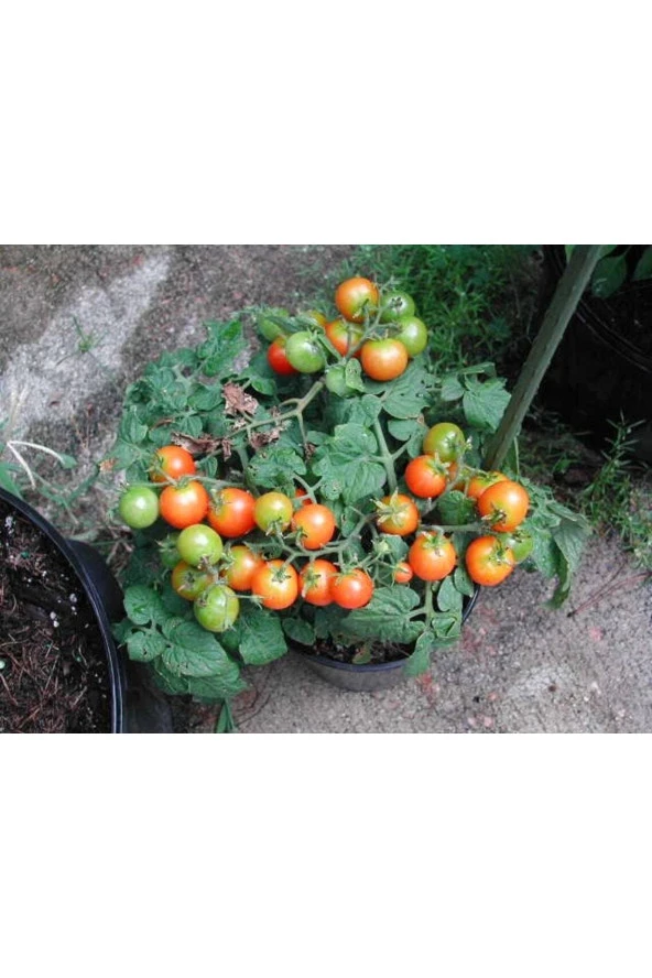Ayc Botanik 20 Adet Pinocchio Orange Micro Dwarf Domates Tohumu ürün görseli 1