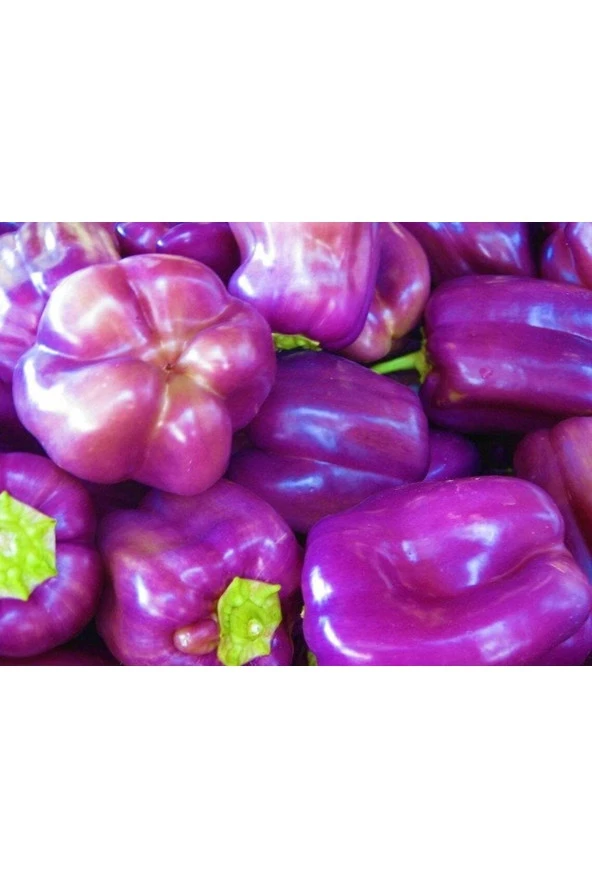 Ayc Botanik 40 Adet Sweet Lilac Bell Dolmalık Biber Tohumu ürün görseli 1