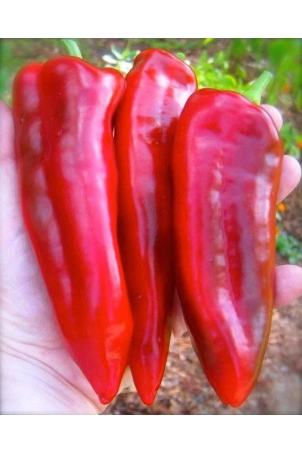 Ayc Botanik 25 Adet Sweet Sweet Heirloom Kırmızı Dev Marconi Biber ürün görseli 1