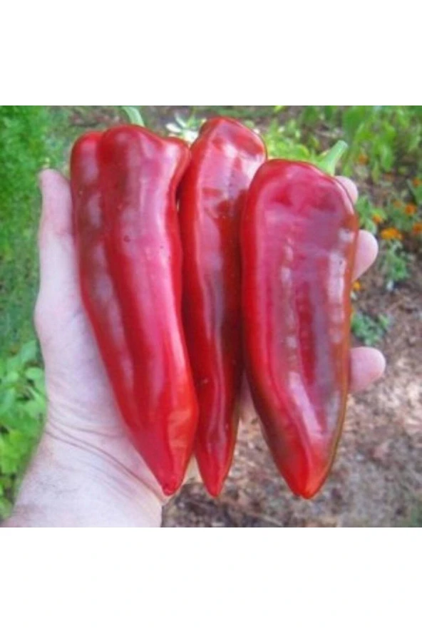 Ayc Botanik 20 Adet Marconi Red Giant Biber Tohumu ürün görseli 1