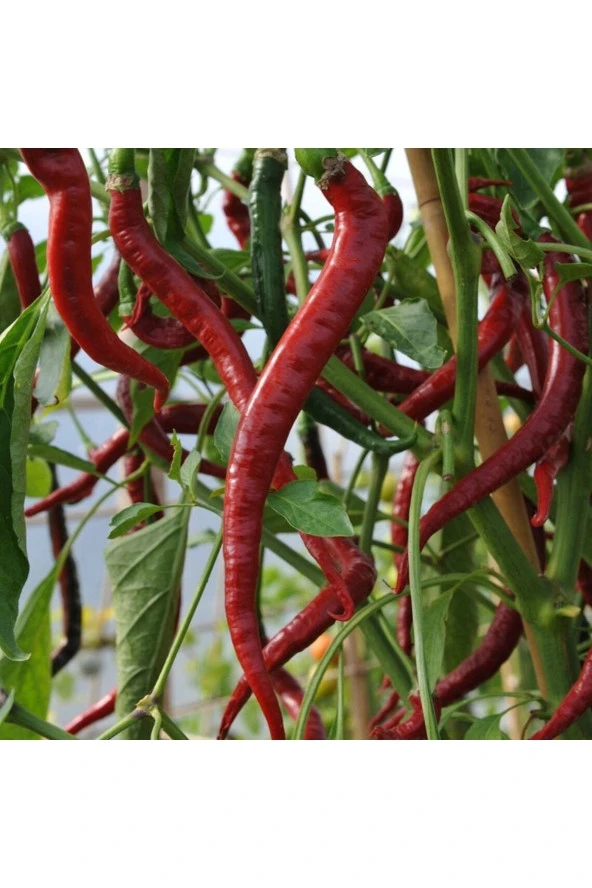 Ayc Botanik 20 Adet Big Chili Biber Tohumu ürün görseli 1