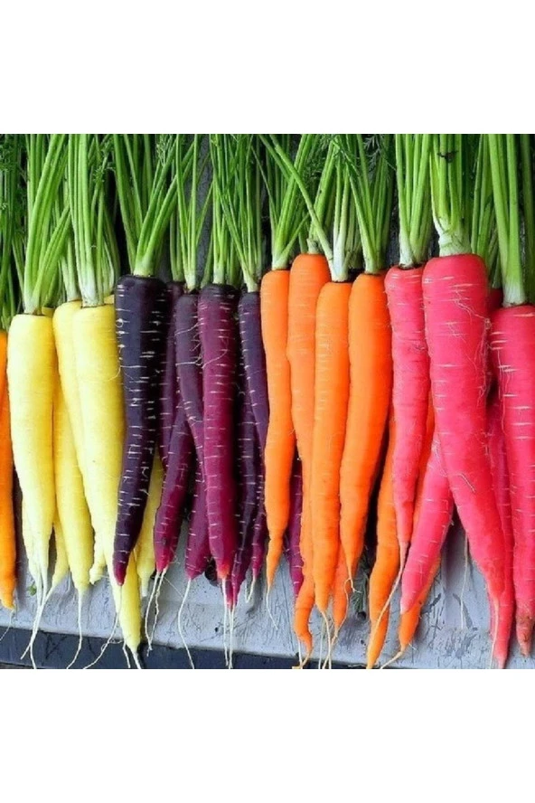 Ayc Botanik 100 Adet Five Color Rainbow Havuç Tohumu ürün görseli 1