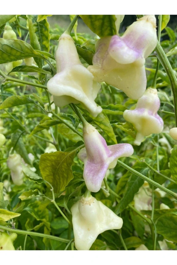 Ayc Botanik 10 Adet White Baccatum Premium Biber Tohumu ürün görseli 1