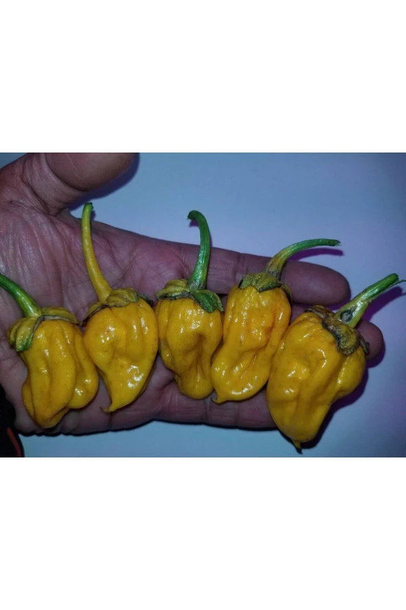 Ayc Botanik 20 Adet Lucifer's Lemons Biber Tohumu ürün görseli 1