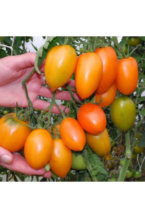 Ayc Botanik 20 Adet Orange Banana Domates Tohumu ürün görseli 1