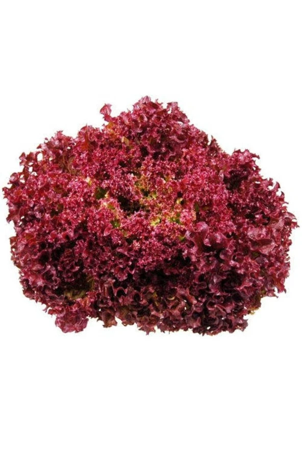 Ayc Botanik 100 Adet Lettuce (marul) Lollo Rosso Dark Red Tohumu ürün görseli 1