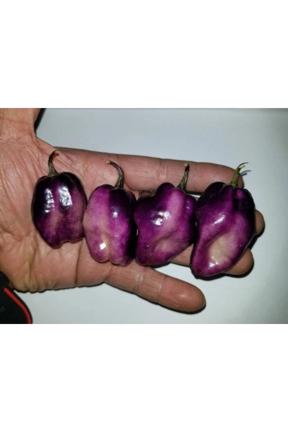 Ayc Botanik 10 Adet Purple Jolokia Peach Biber Tohumu ürün görseli 1